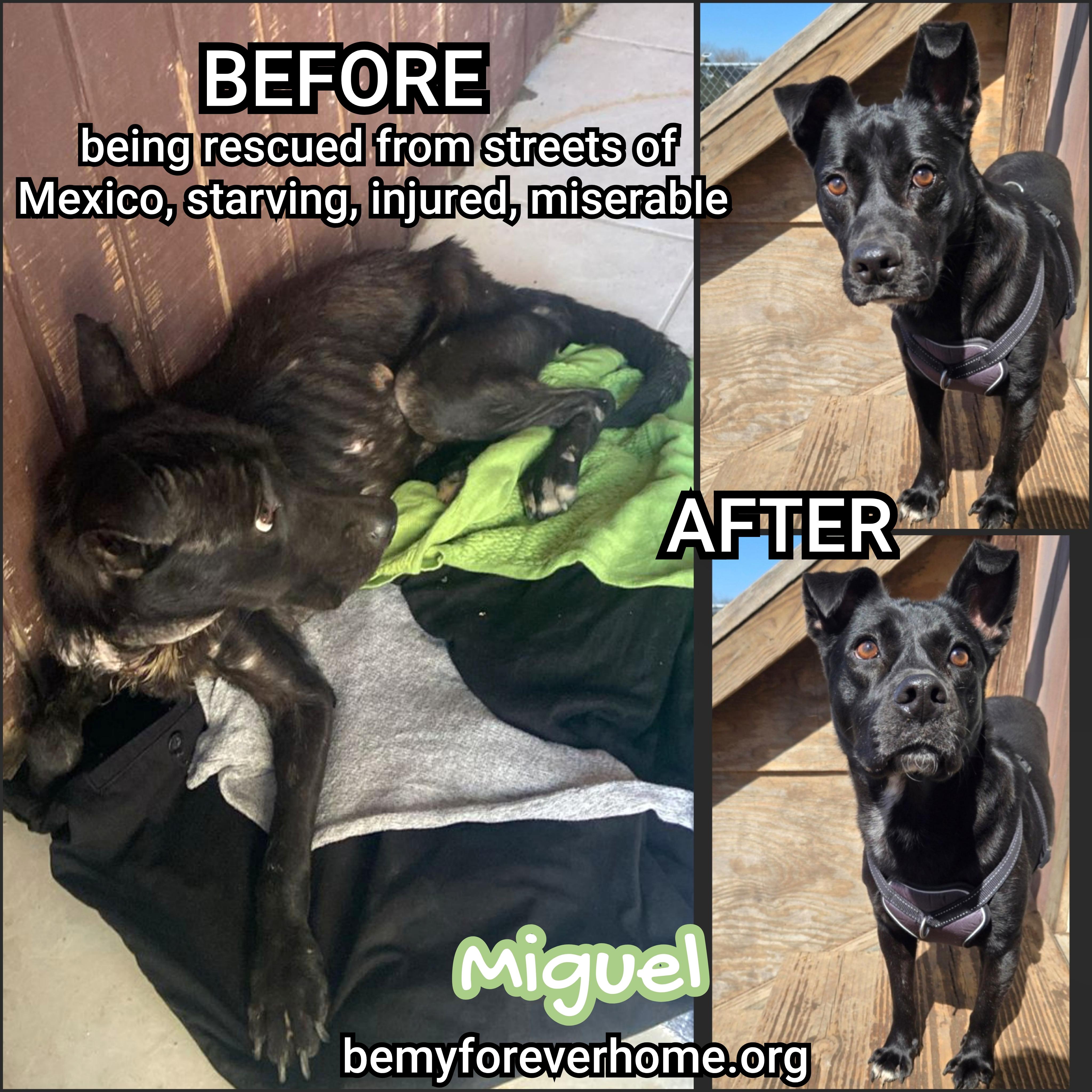 Enlarge Miguel, a Adoptable mixed breed in Plano, TX image 4/5