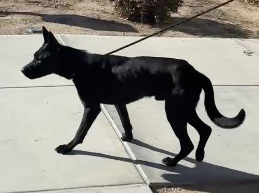 Enlarge Collin, a Adopted German Shepherd Dog in Agua Dulce, CA image 1/1
