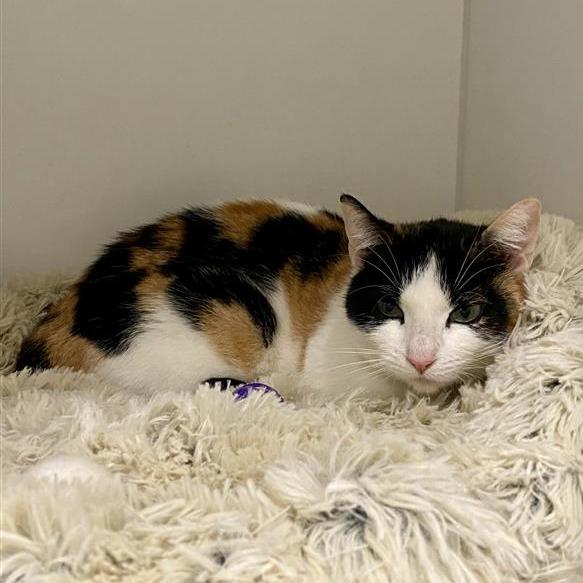 CatFish, Adoptable, Adult Female Domestic Short Hair.