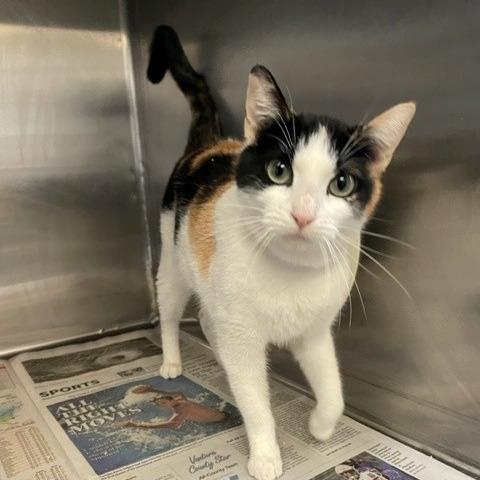 CatFish, a Adoptable Domestic Short Hair in Freeport, FL image 2/2