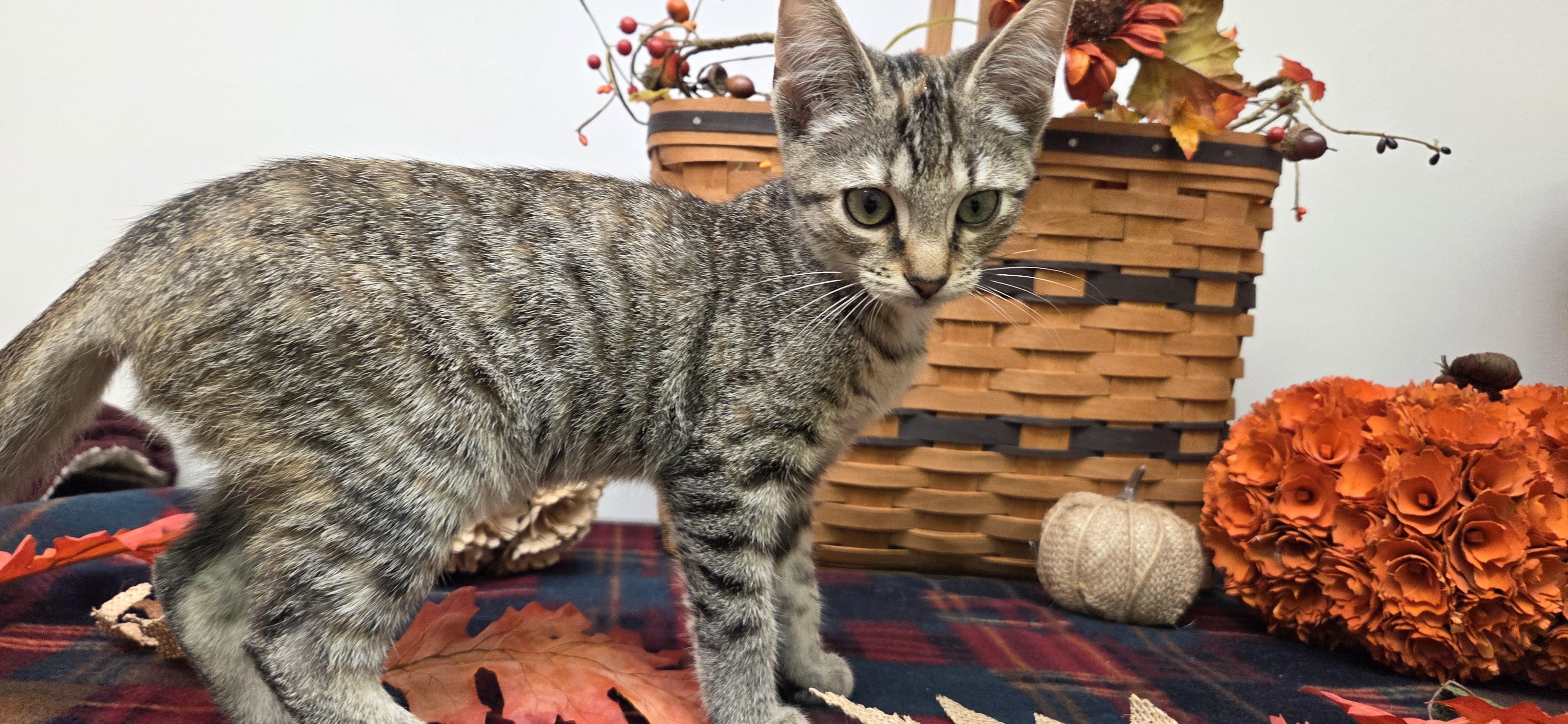 Enlarge Tiger B, a Adopted Domestic Short Hair in Louisville, OH image 1/2