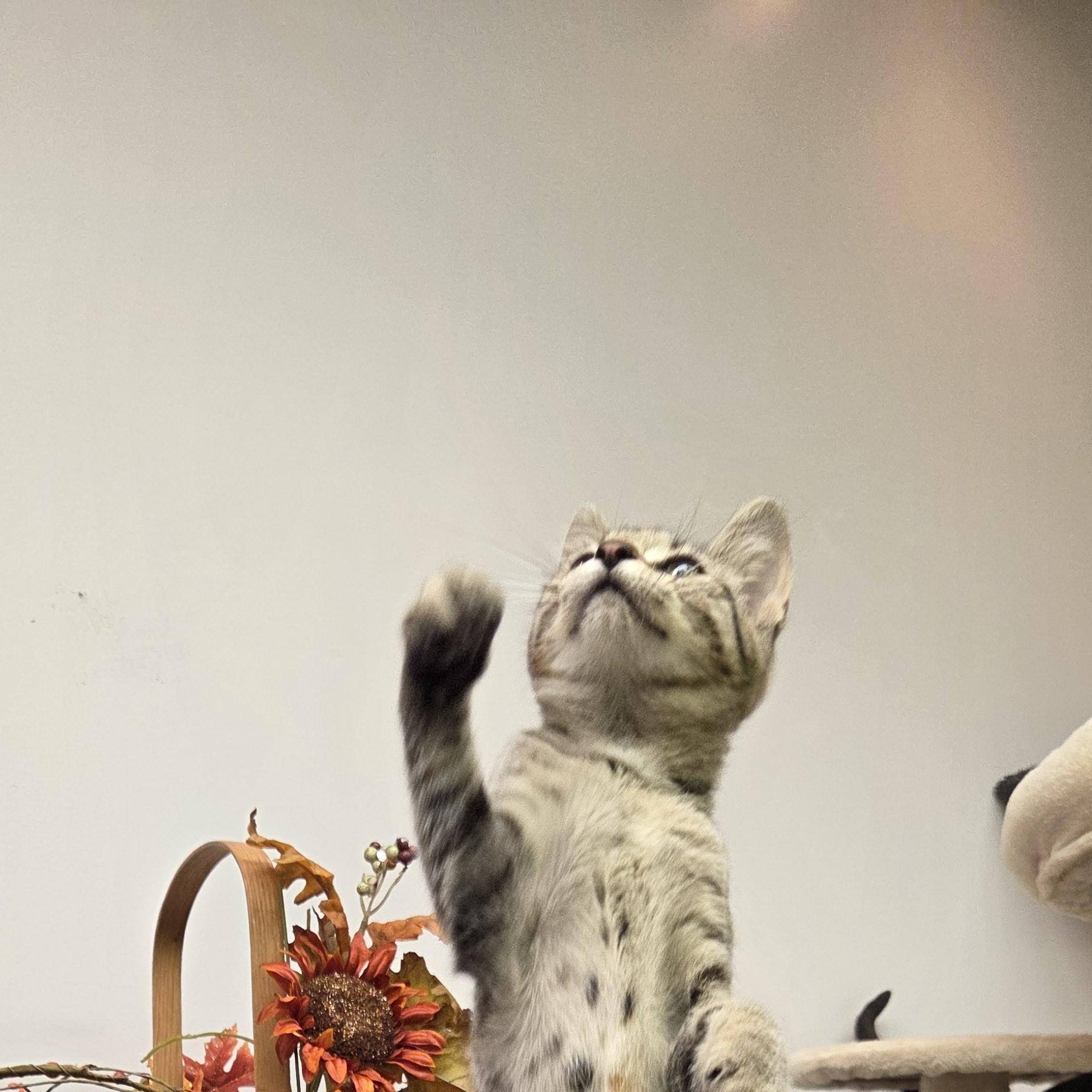 Enlarge Tiger B, a Adopted Domestic Short Hair in Louisville, OH image 2/2