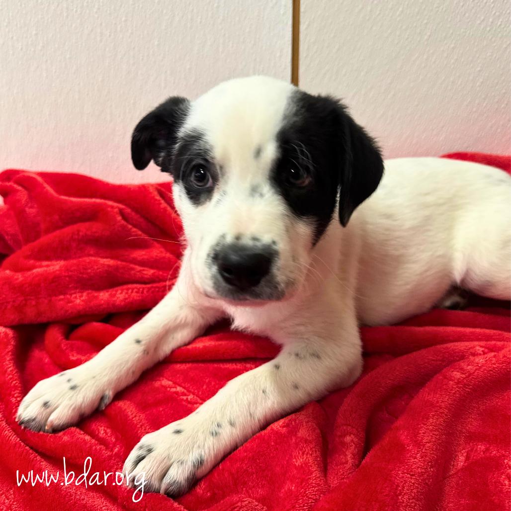 Jan, Adoptable, Puppy Female Australian Cattle Dog / Blue Heeler & Mixed Breed.