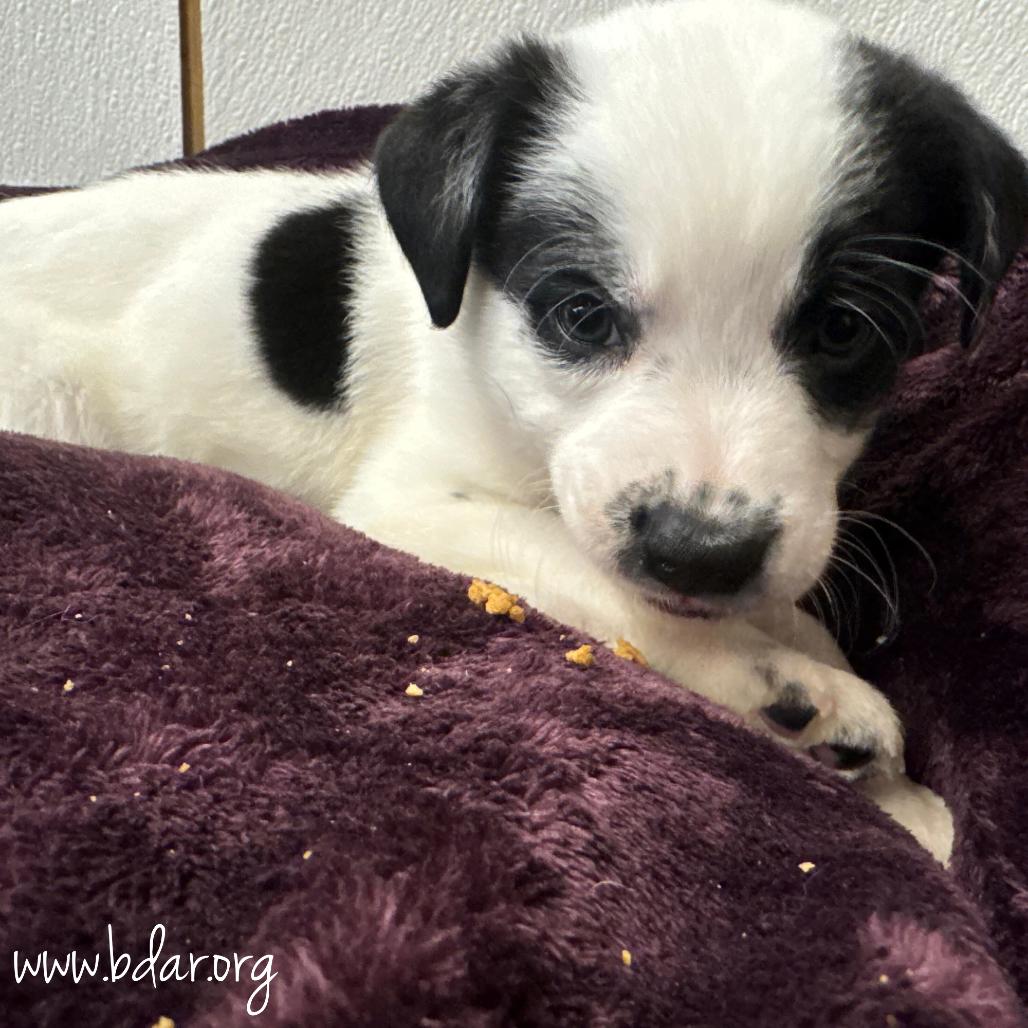 Jan, Adoptable, Puppy Female Australian Cattle Dog / Blue Heeler & Mixed Breed.