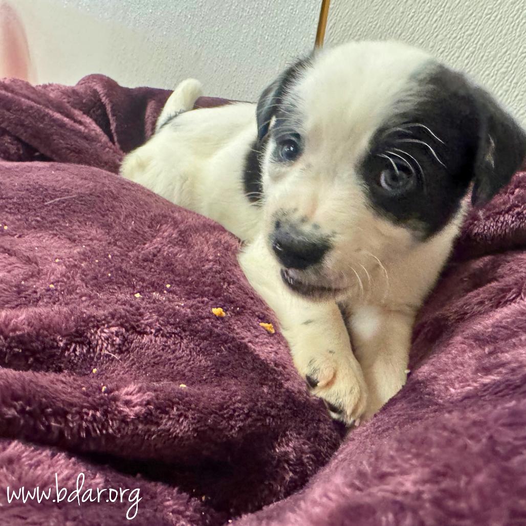 Enlarge Jan, a Adoptable mixed breed in Cheyenne, WY image 2/2