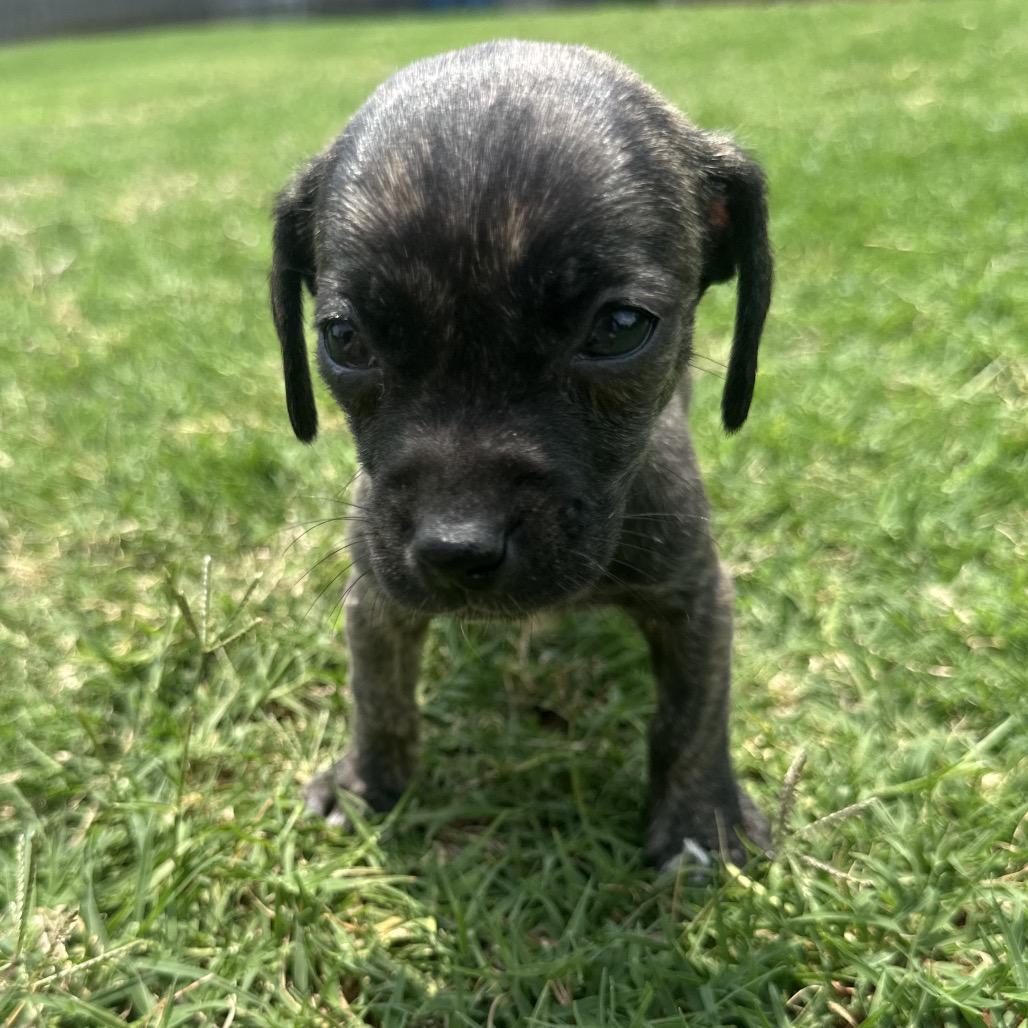 Enlarge Brinley C-34392, a Adoptable Chihuahua in Oklahoma City, OK image 2/6