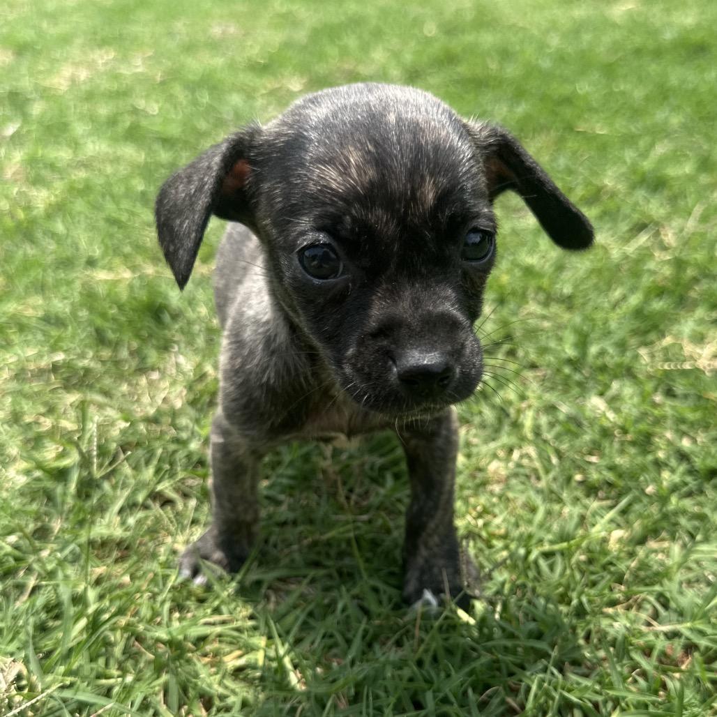 Enlarge Brinley C-34392, a Adoptable Chihuahua in Oklahoma City, OK image 3/6