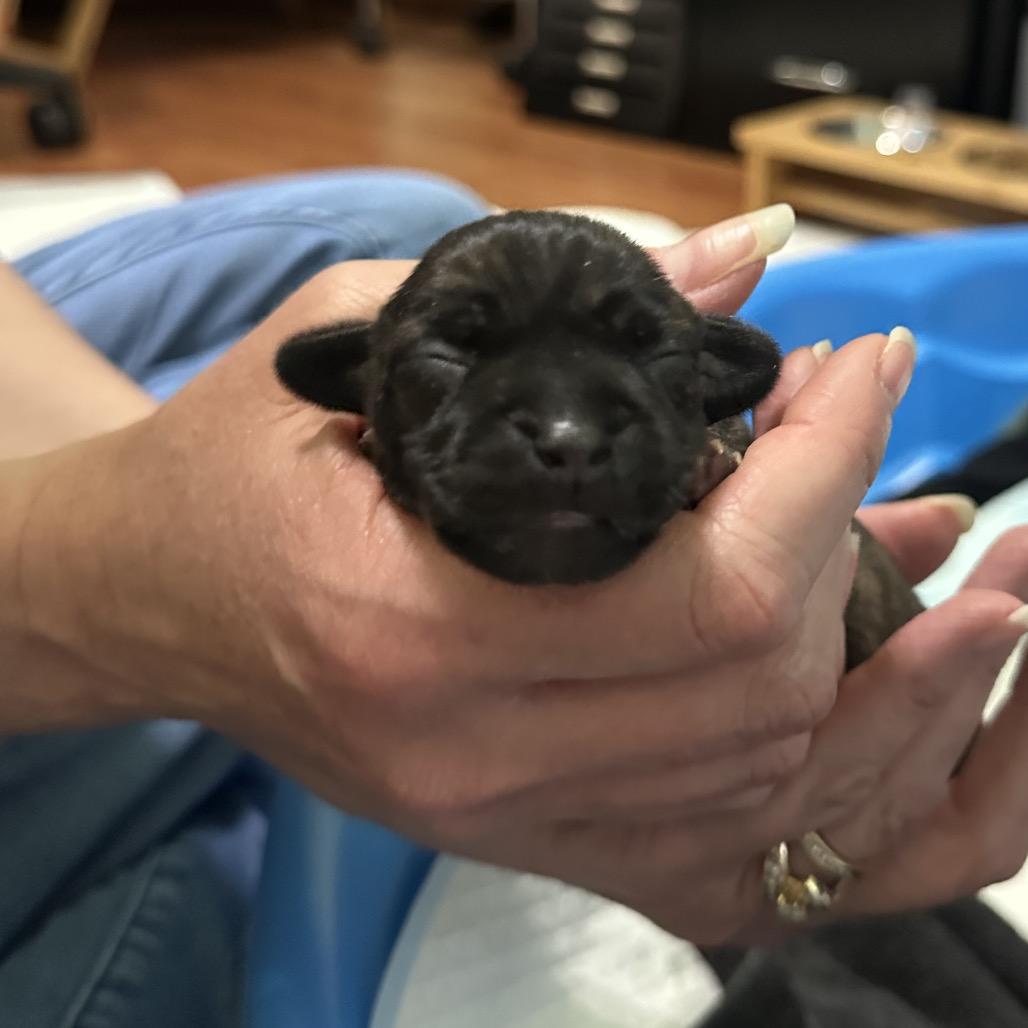 Enlarge Brinley C-34392, a Adoptable Chihuahua in Oklahoma City, OK image 4/6