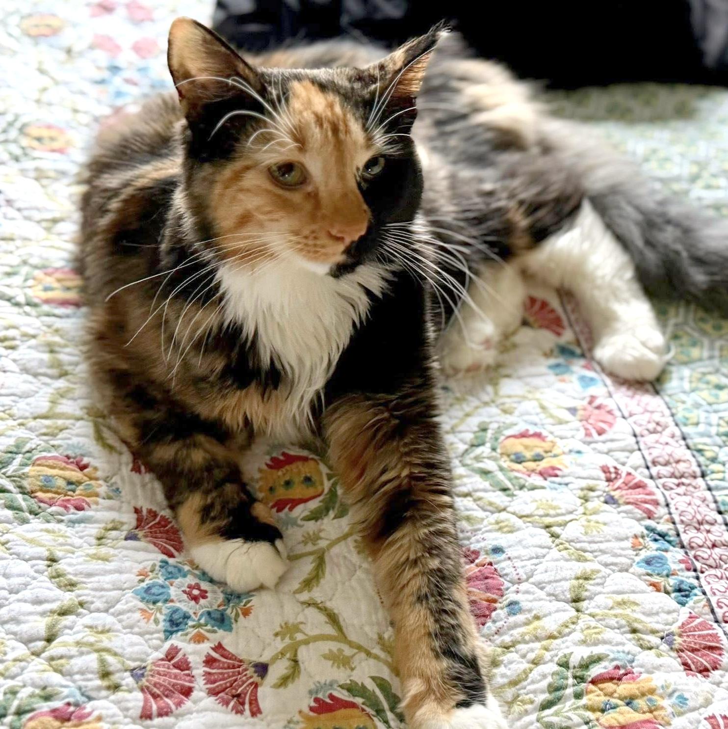 Enlarge Moll, an adopted Domestic Medium Hair in Pittsburgh, PA image 6/6