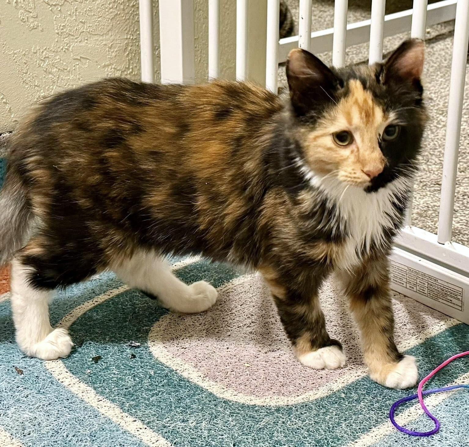 Enlarge Moll, an adopted Domestic Medium Hair in Pittsburgh, PA image 4/6