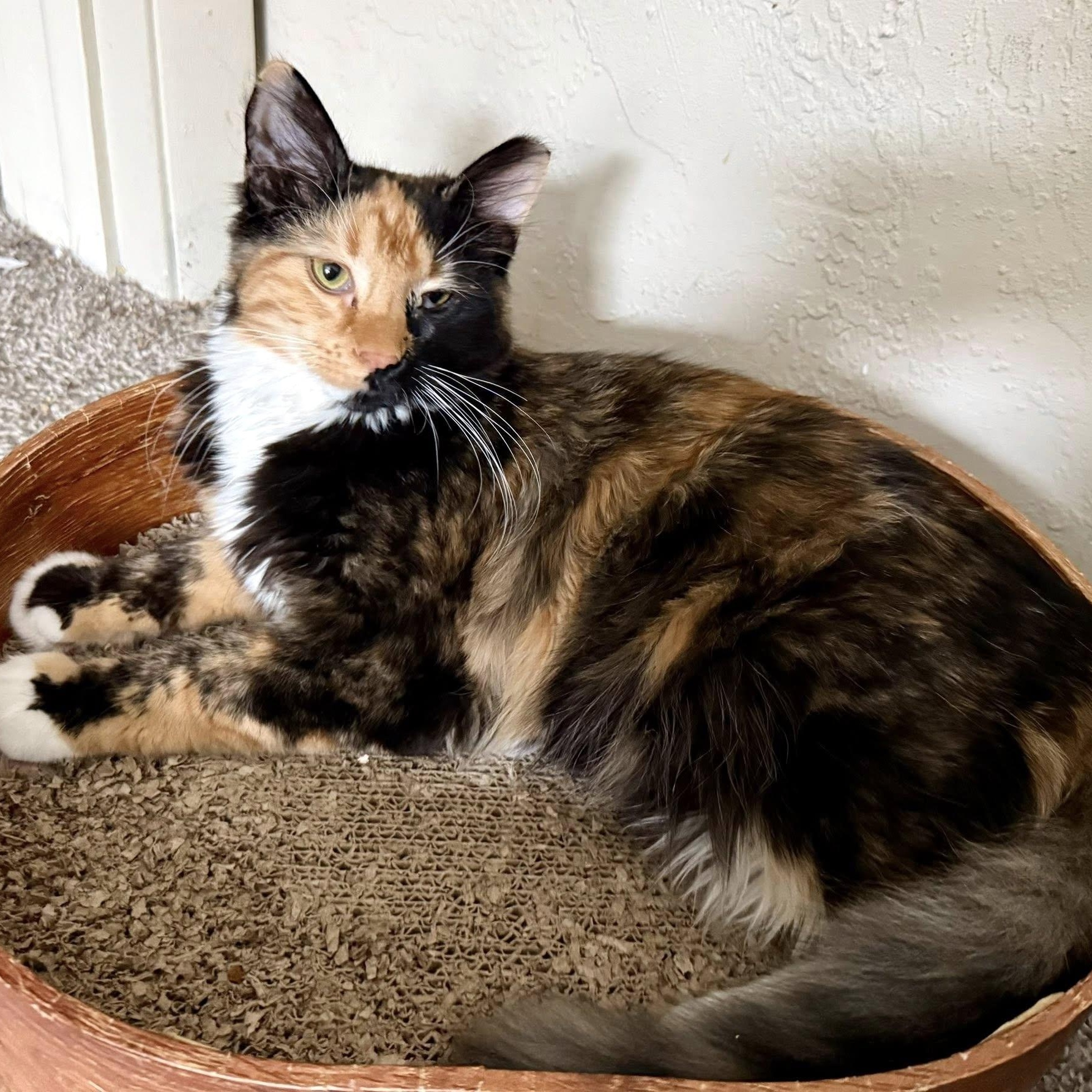 Enlarge Moll, an adopted Domestic Medium Hair in Pittsburgh, PA image 1/6