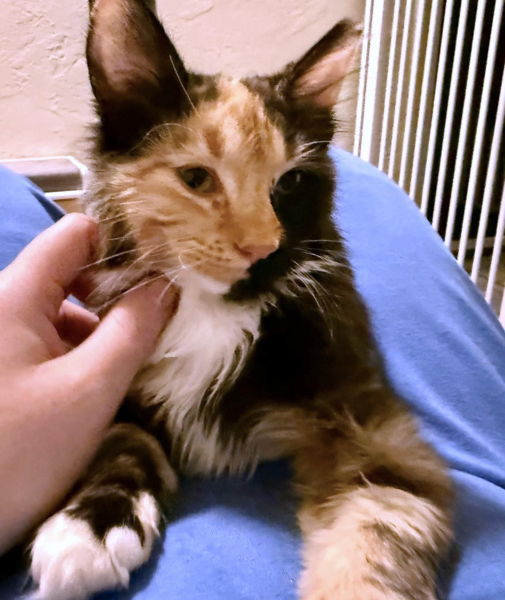 Enlarge Moll, an adopted Domestic Medium Hair in Pittsburgh, PA image 5/6