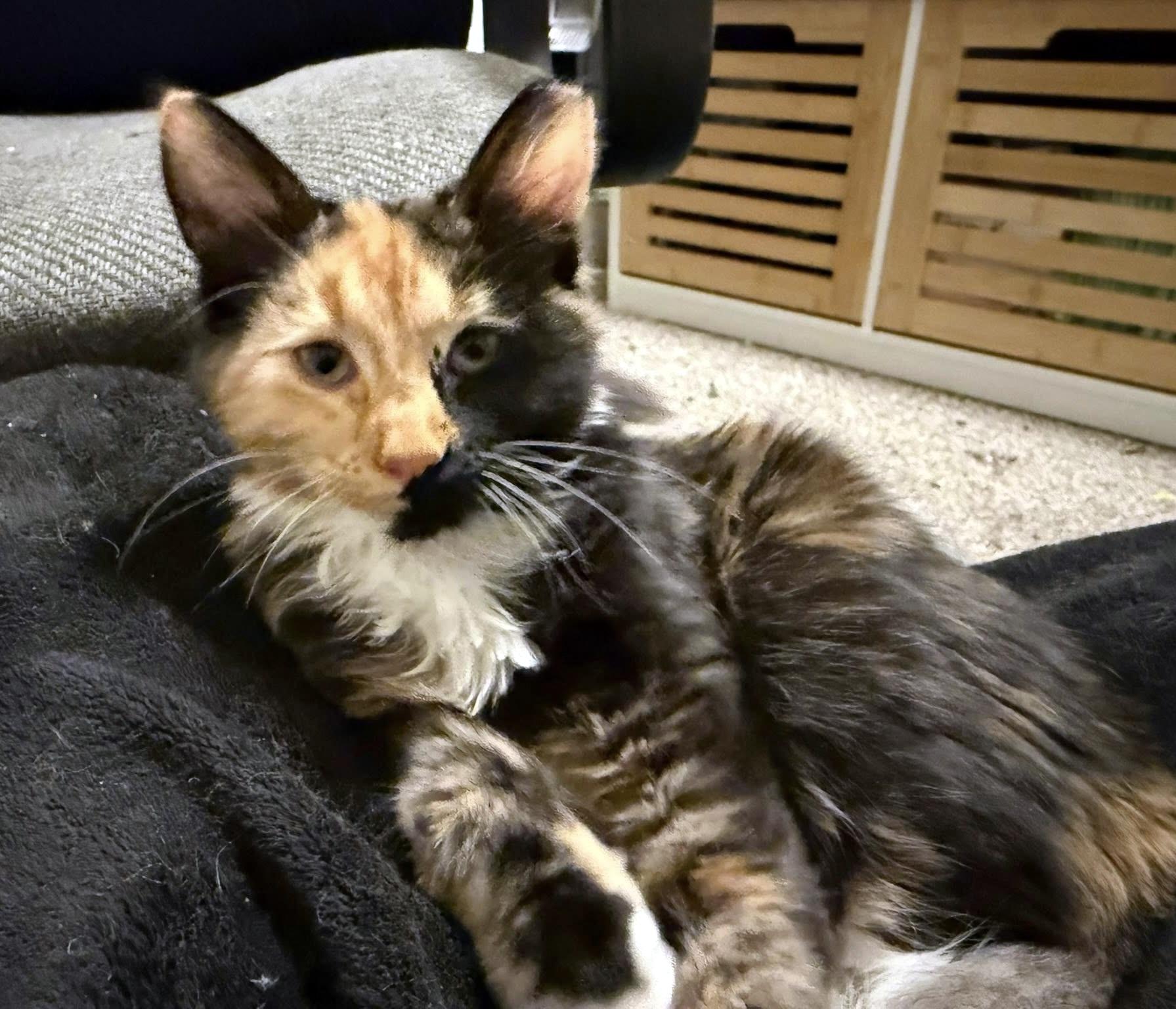 Enlarge Moll, an adopted Domestic Medium Hair in Pittsburgh, PA image 3/6