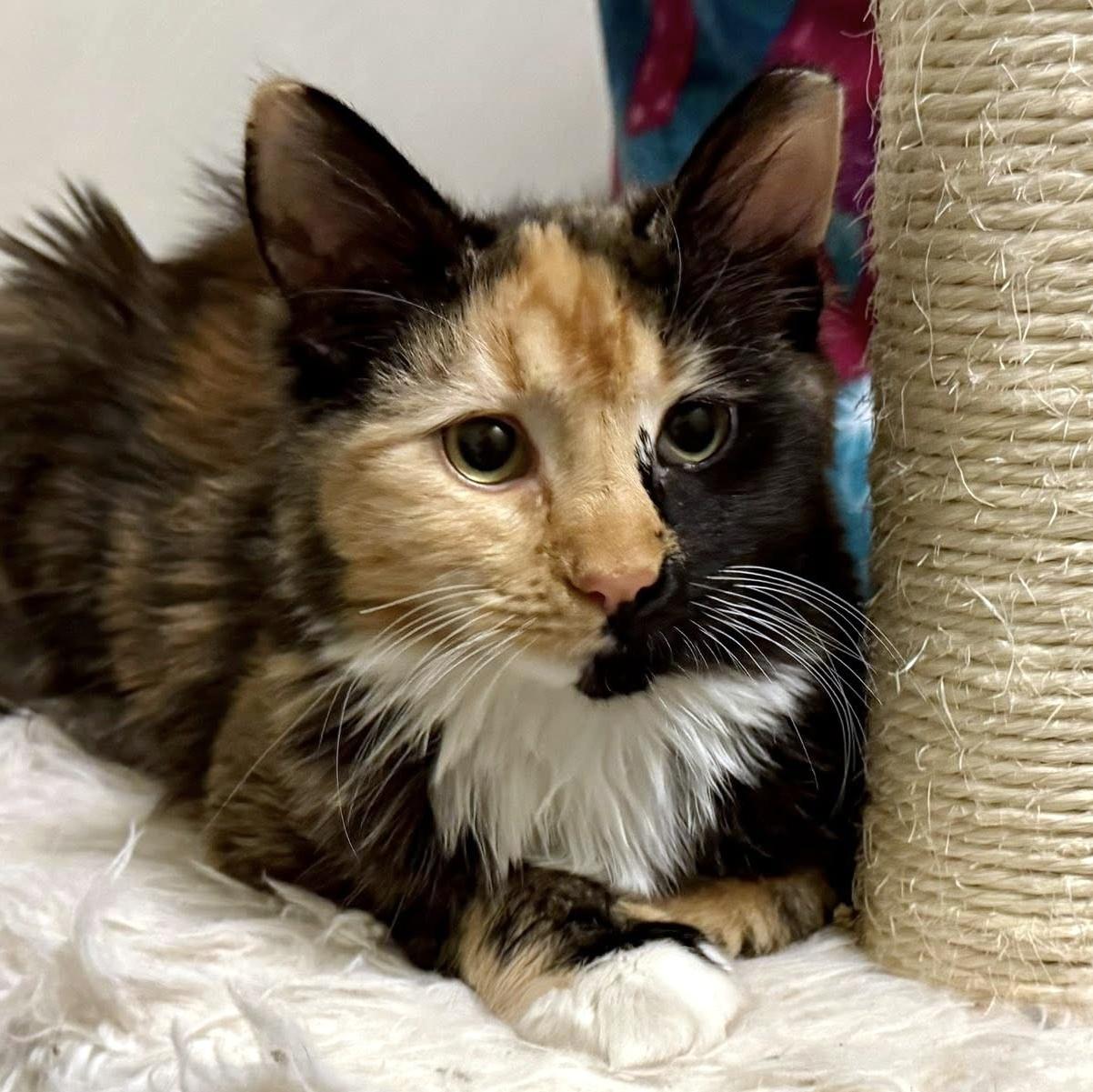 Enlarge Moll, an adopted Domestic Medium Hair in Pittsburgh, PA image 2/6