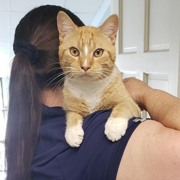 Enlarge Carnall (26-4544), a Adoptable Domestic Short Hair in Fort Smith, AR image 1/1