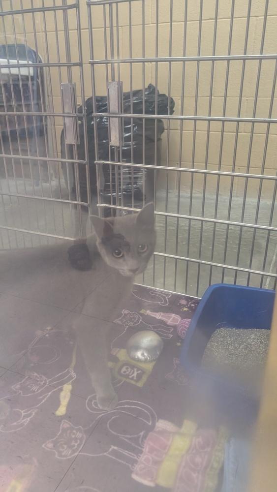 Dawn, Adoptable, Young Female Domestic Short Hair.