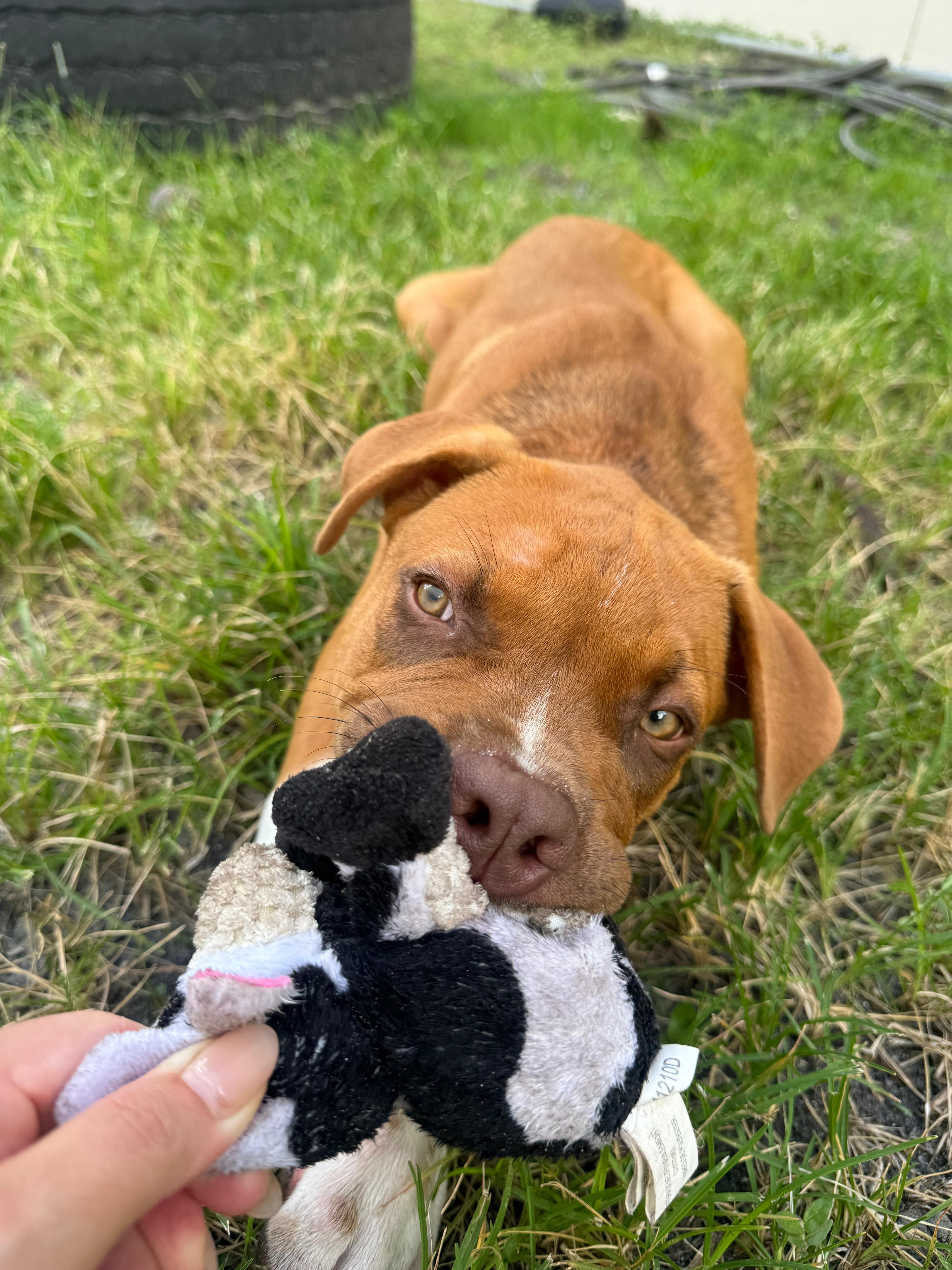 Enlarge Bubba, a ADOPTABLE mixed breed in Pembroke Pines, FL image 5/5