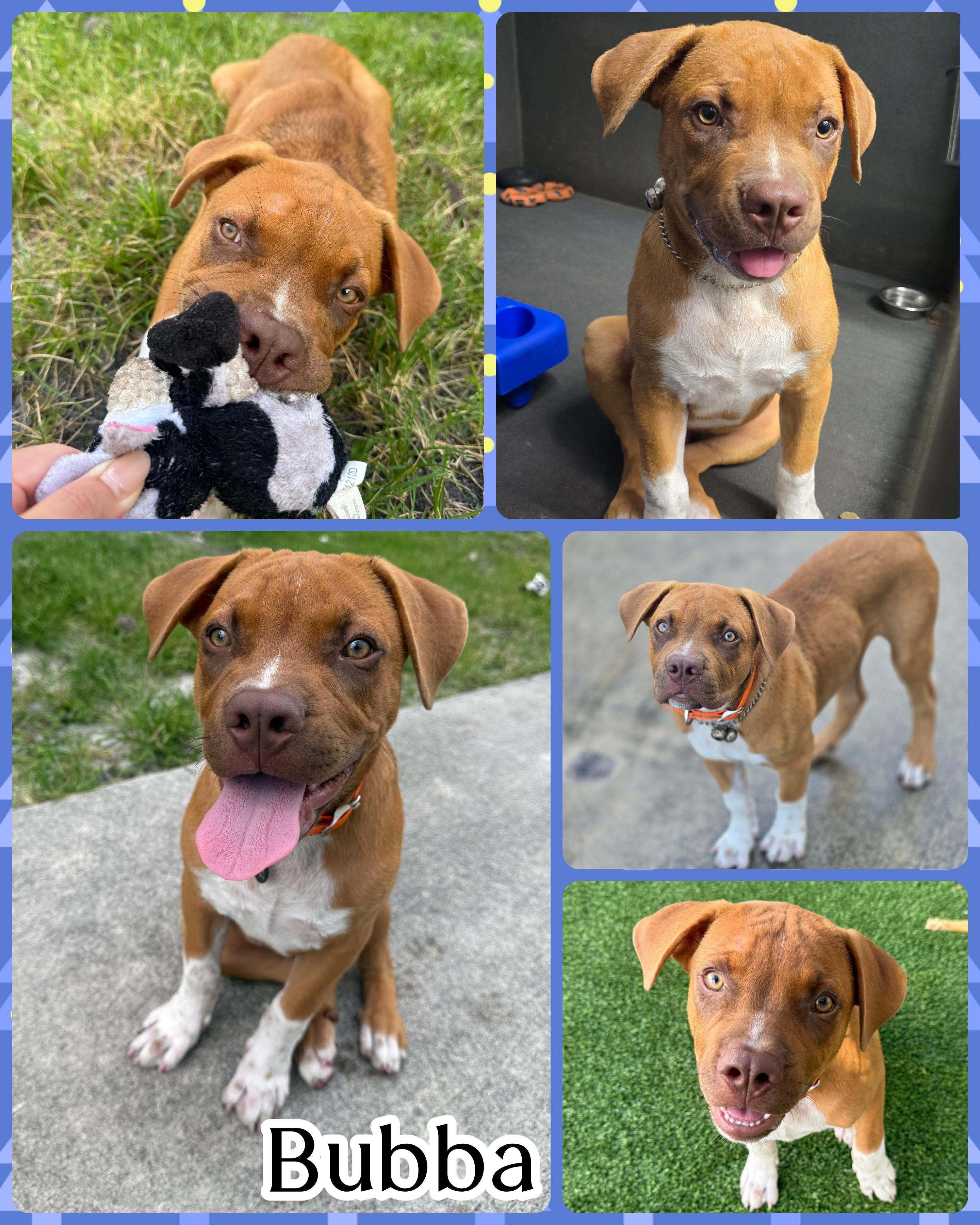 Enlarge Bubba, a ADOPTABLE mixed breed in Pembroke Pines, FL image 4/5