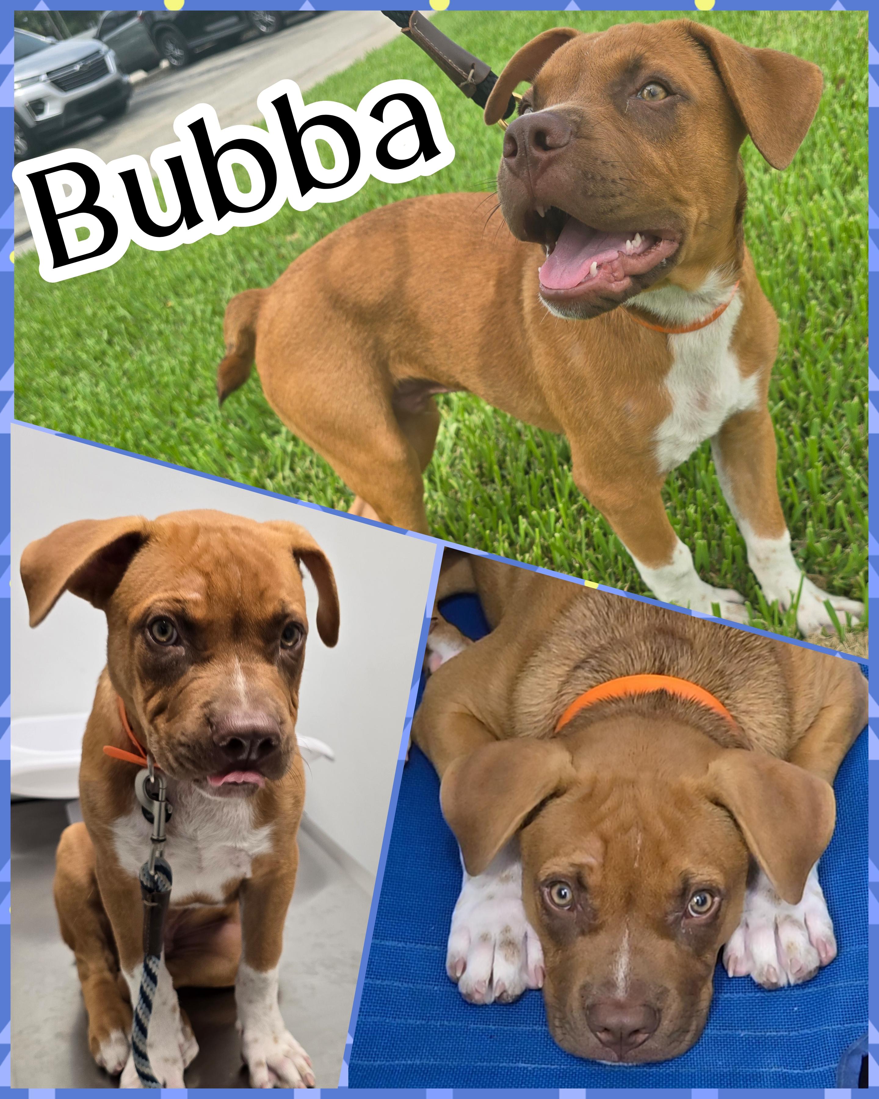 Enlarge Bubba, a ADOPTABLE mixed breed in Pembroke Pines, FL image 2/5