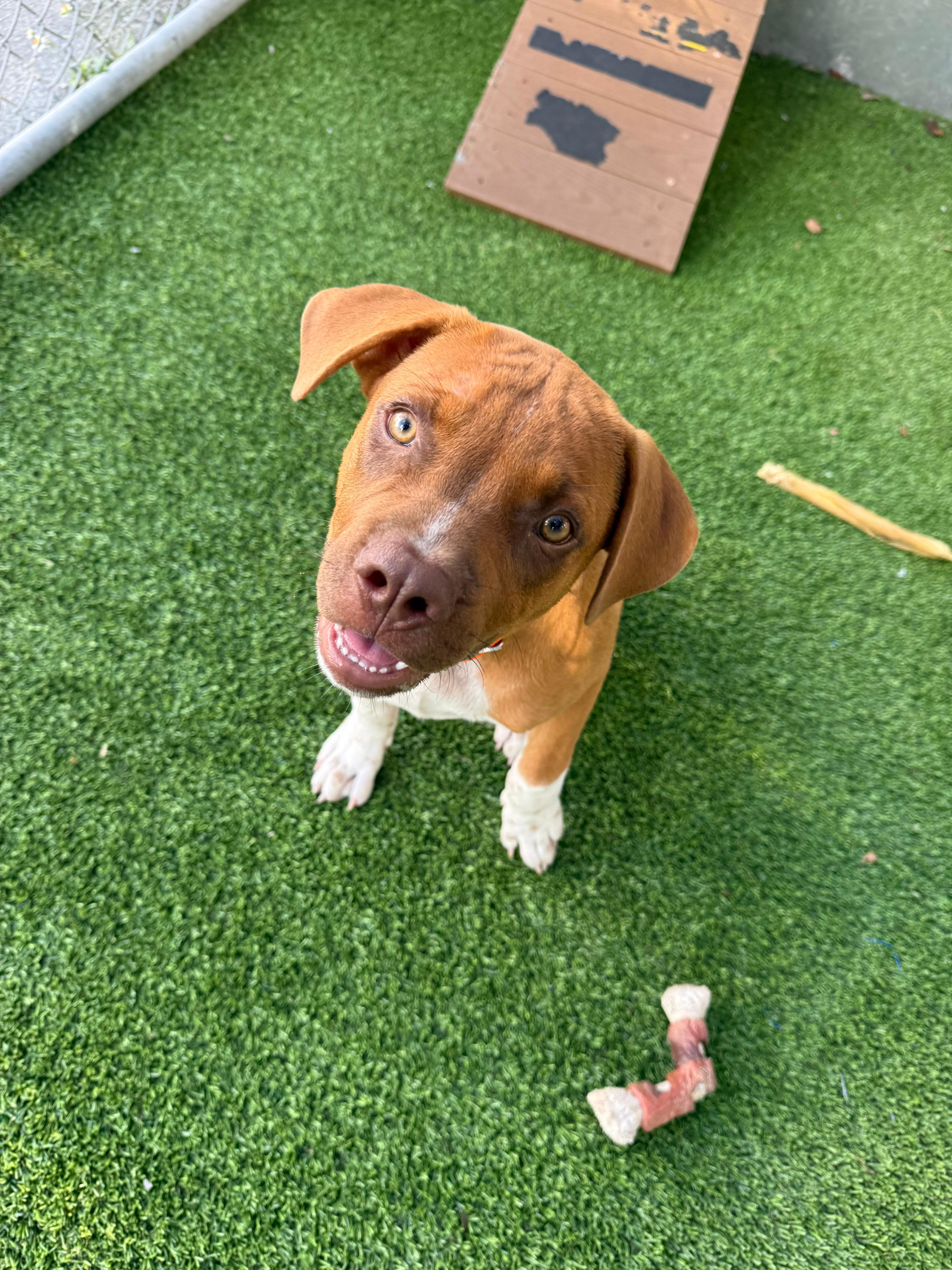 Enlarge Bubba, a ADOPTABLE mixed breed in Pembroke Pines, FL image 3/5