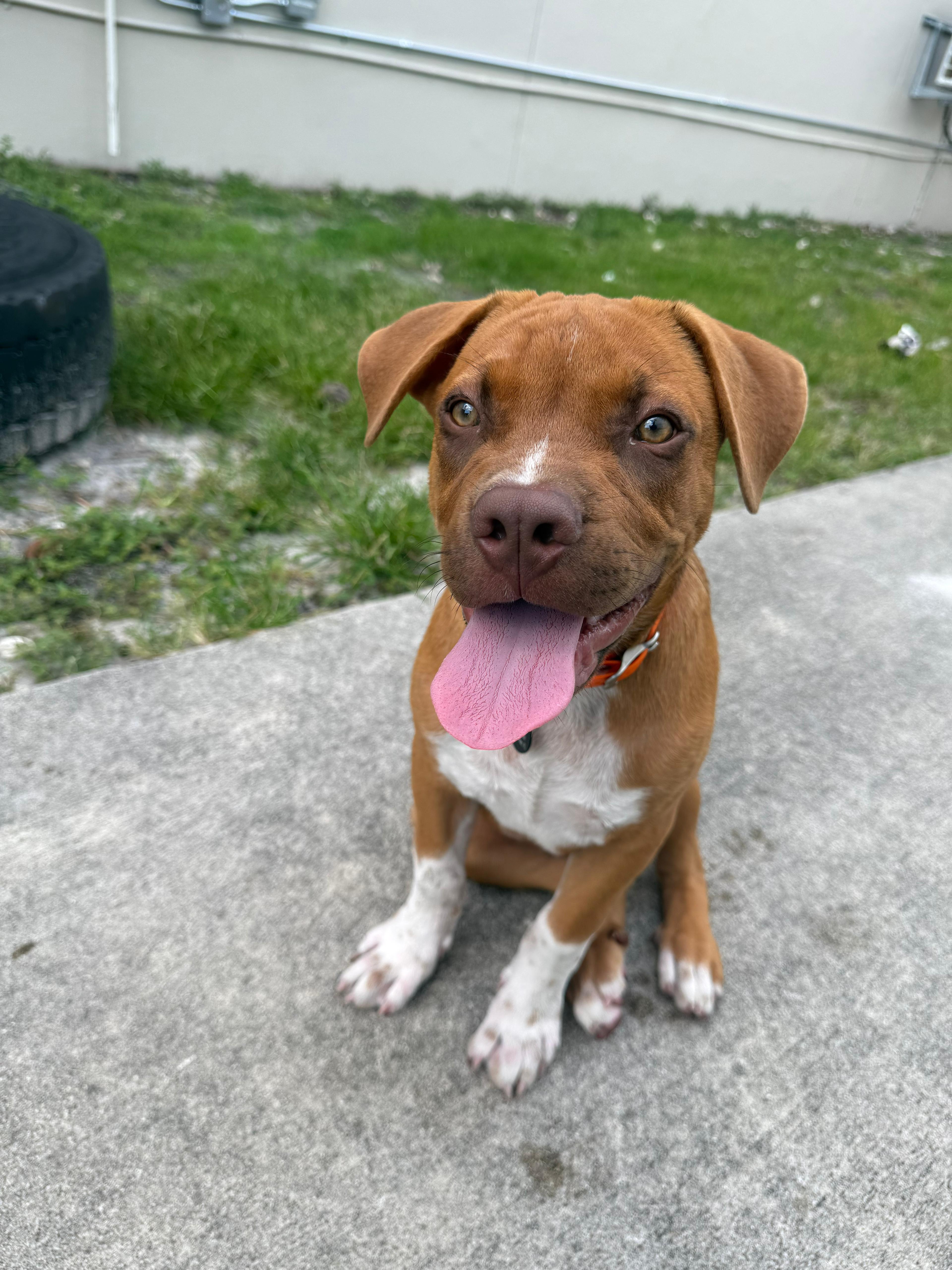 Bubba, ADOPTABLE, Puppy Male Boxer.