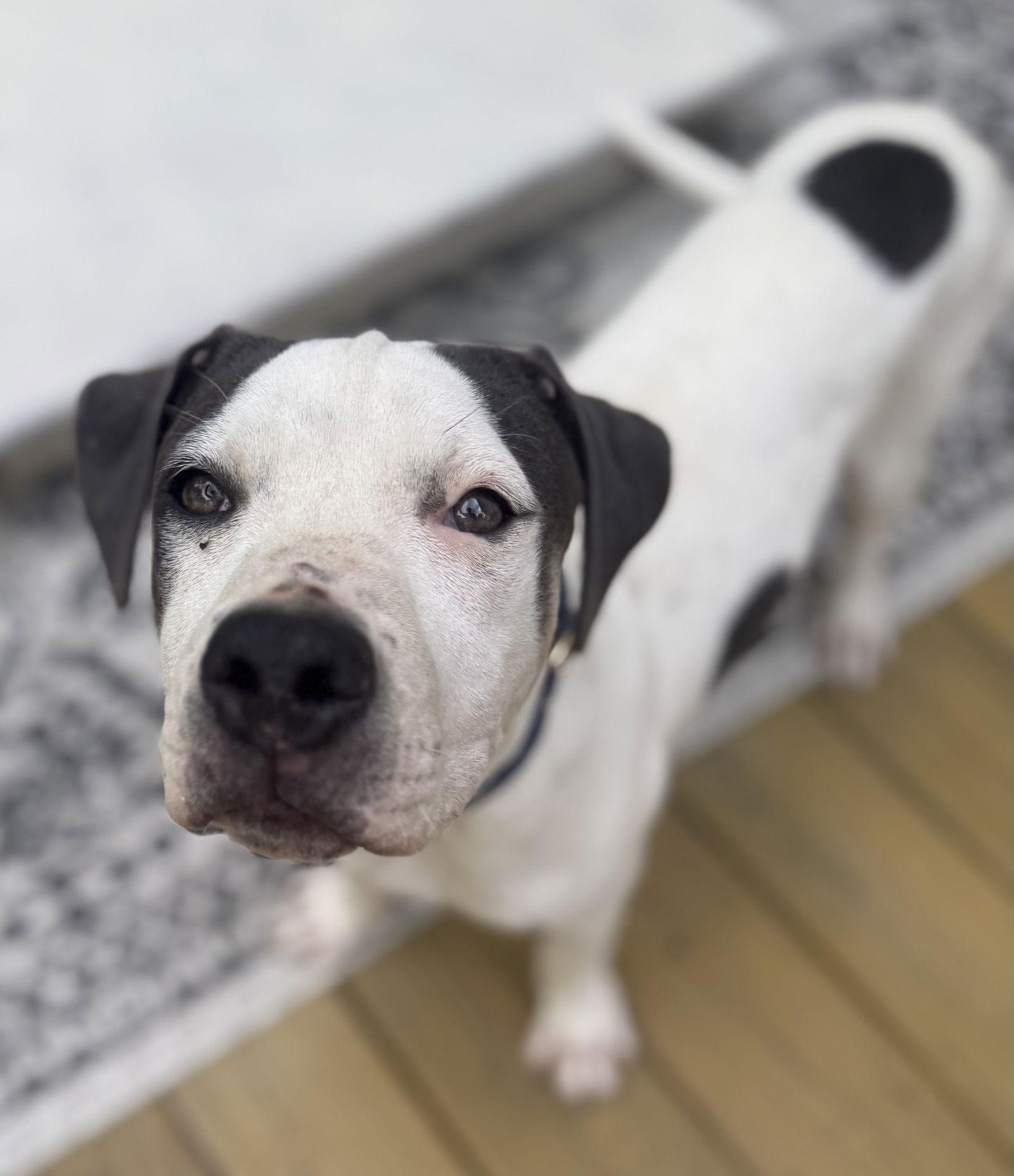 Enlarge Blueberry, a Adoptable Pit Bull Terrier in Cary, NC image 1/3