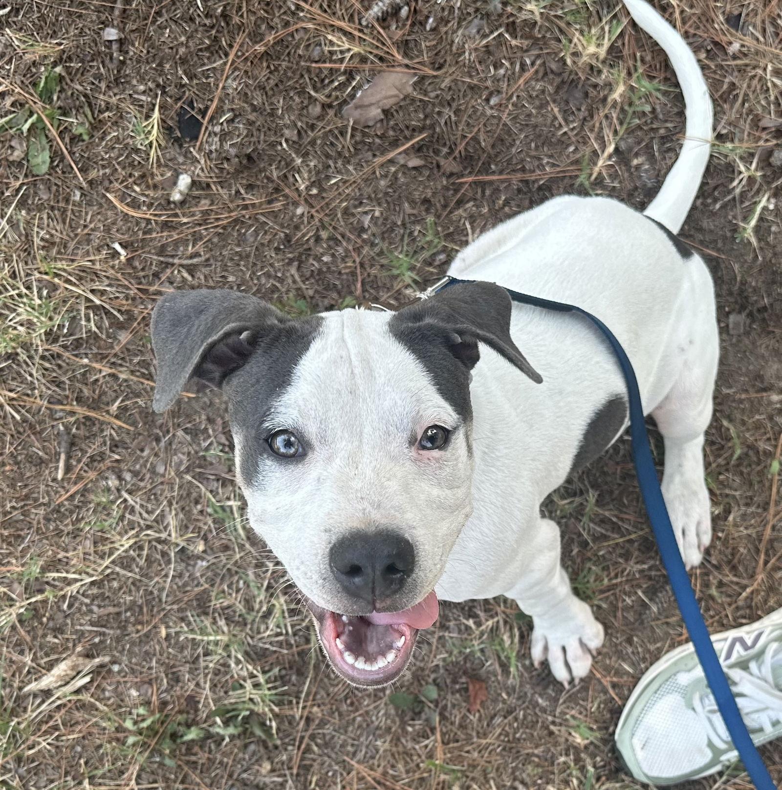 Enlarge Blueberry, a Adoptable Pit Bull Terrier in Cary, NC image 2/3