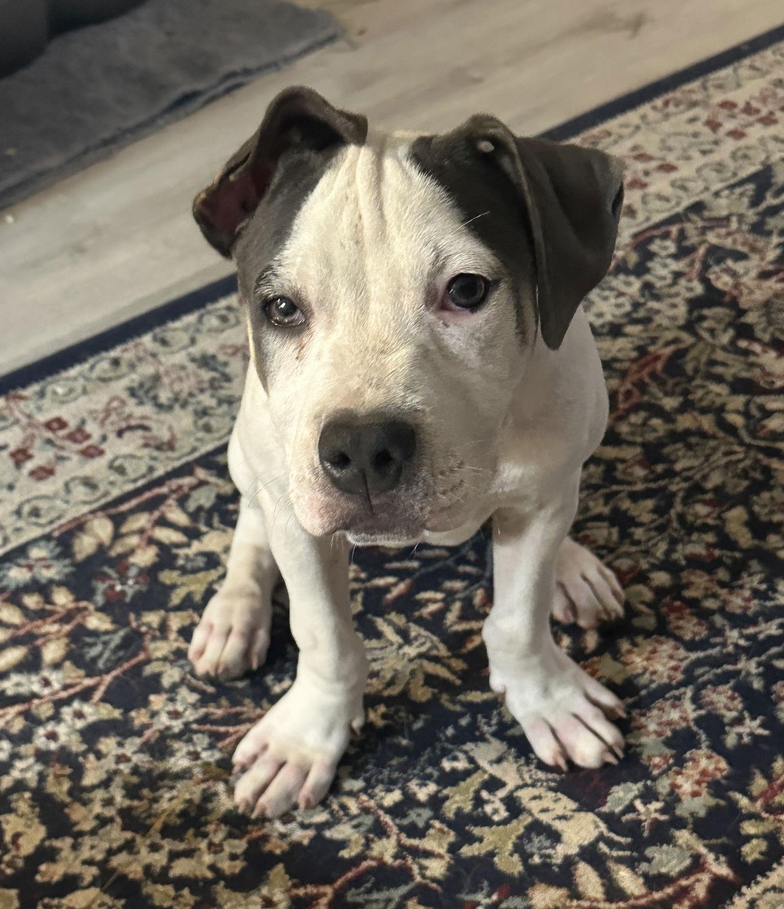 Enlarge Blueberry, a Adoptable Pit Bull Terrier in Cary, NC image 3/3