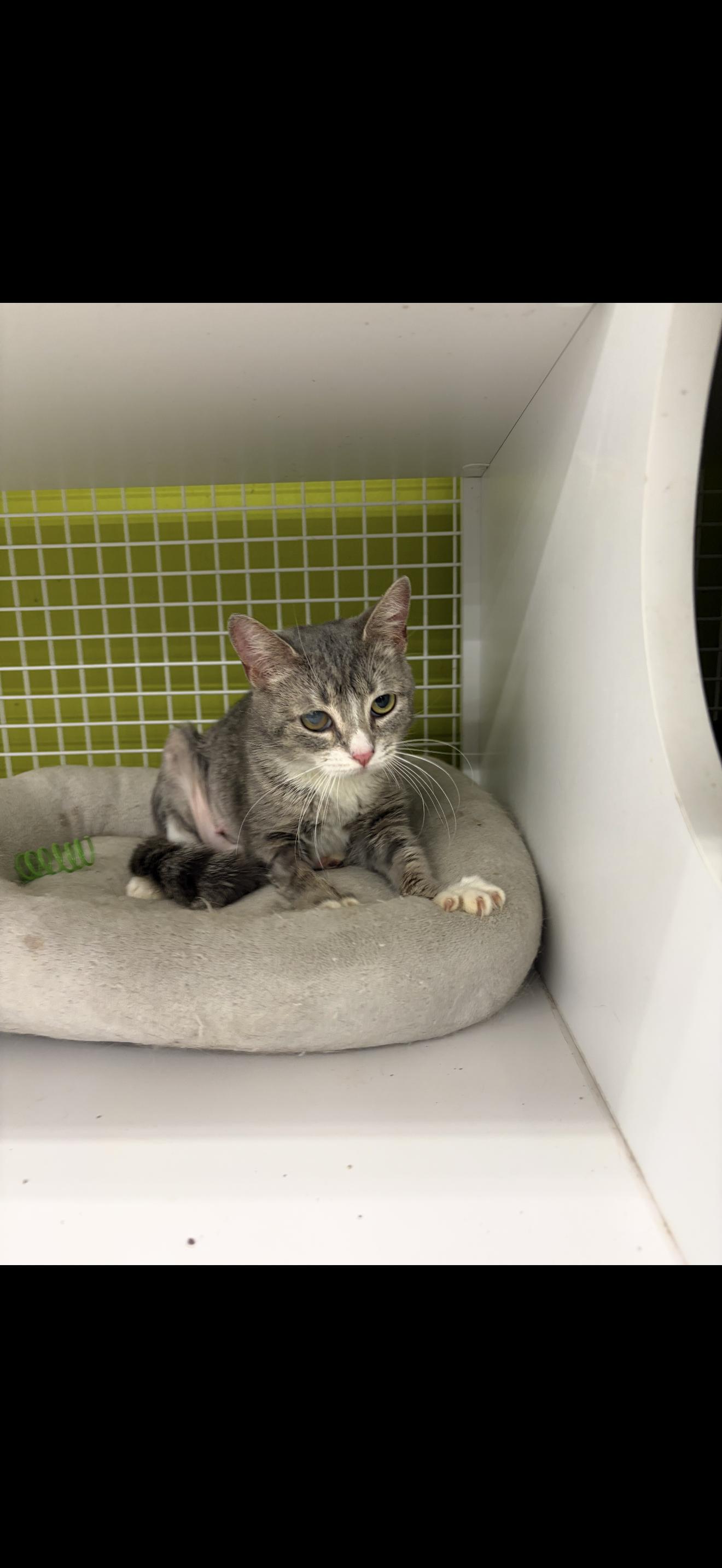 Elvis, ADOPTABLE, Adult Female Tabby.