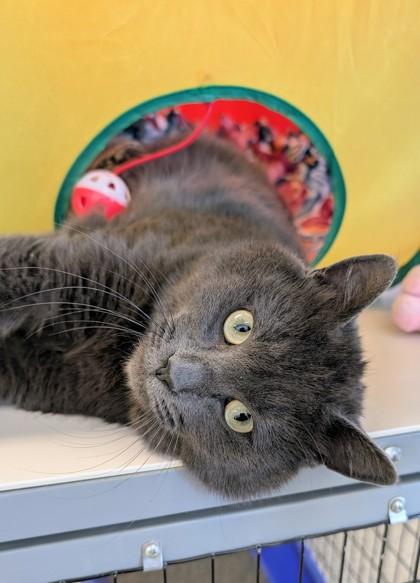 Slate, ADOPTABLE, Adult Male Domestic Short Hair.
