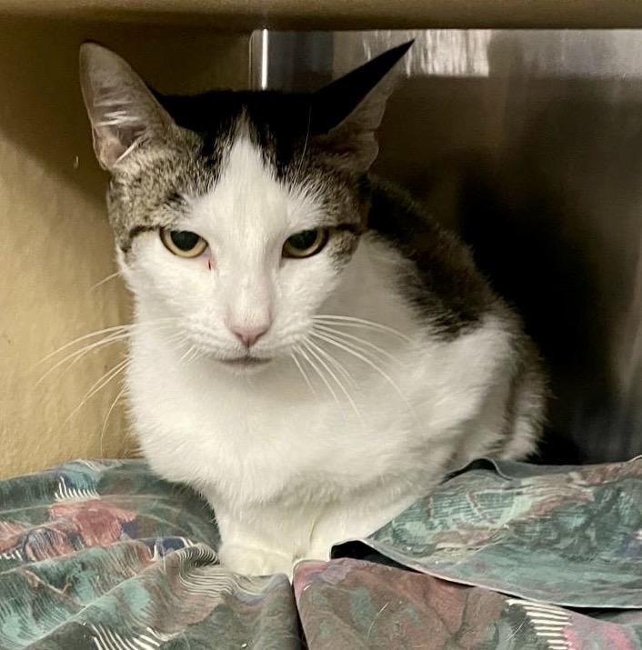 Dijon, a Adoptable Domestic Short Hair in San Juan Capistrano, CA image 2/4