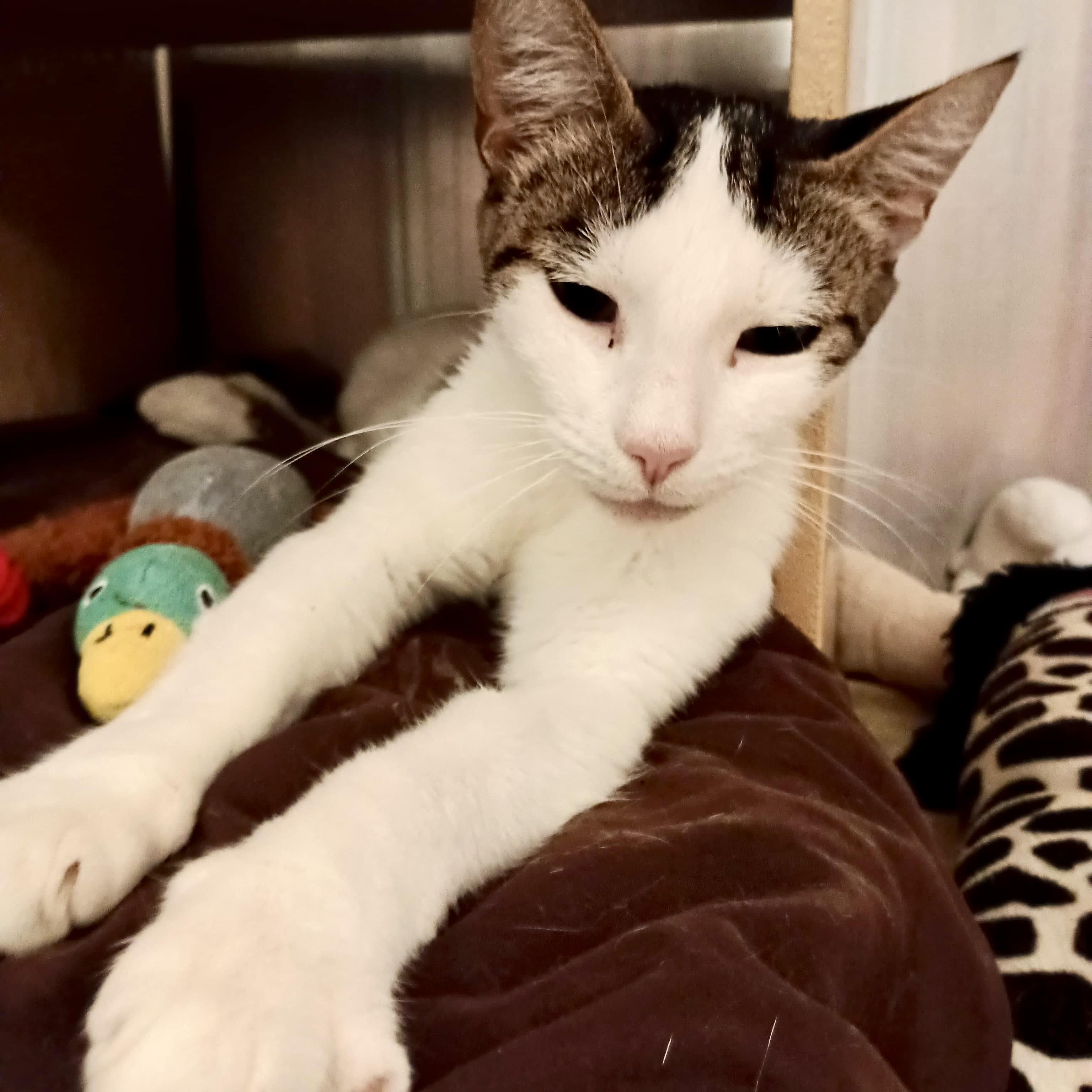 Dijon, a Adoptable Domestic Short Hair in San Juan Capistrano, CA image 4/4