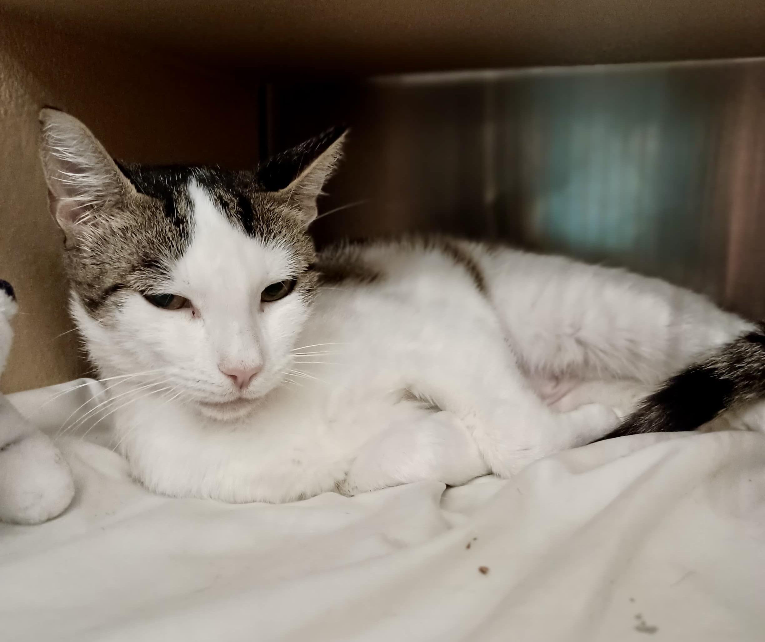 Dijon, a Adoptable Domestic Short Hair in San Juan Capistrano, CA image 3/4