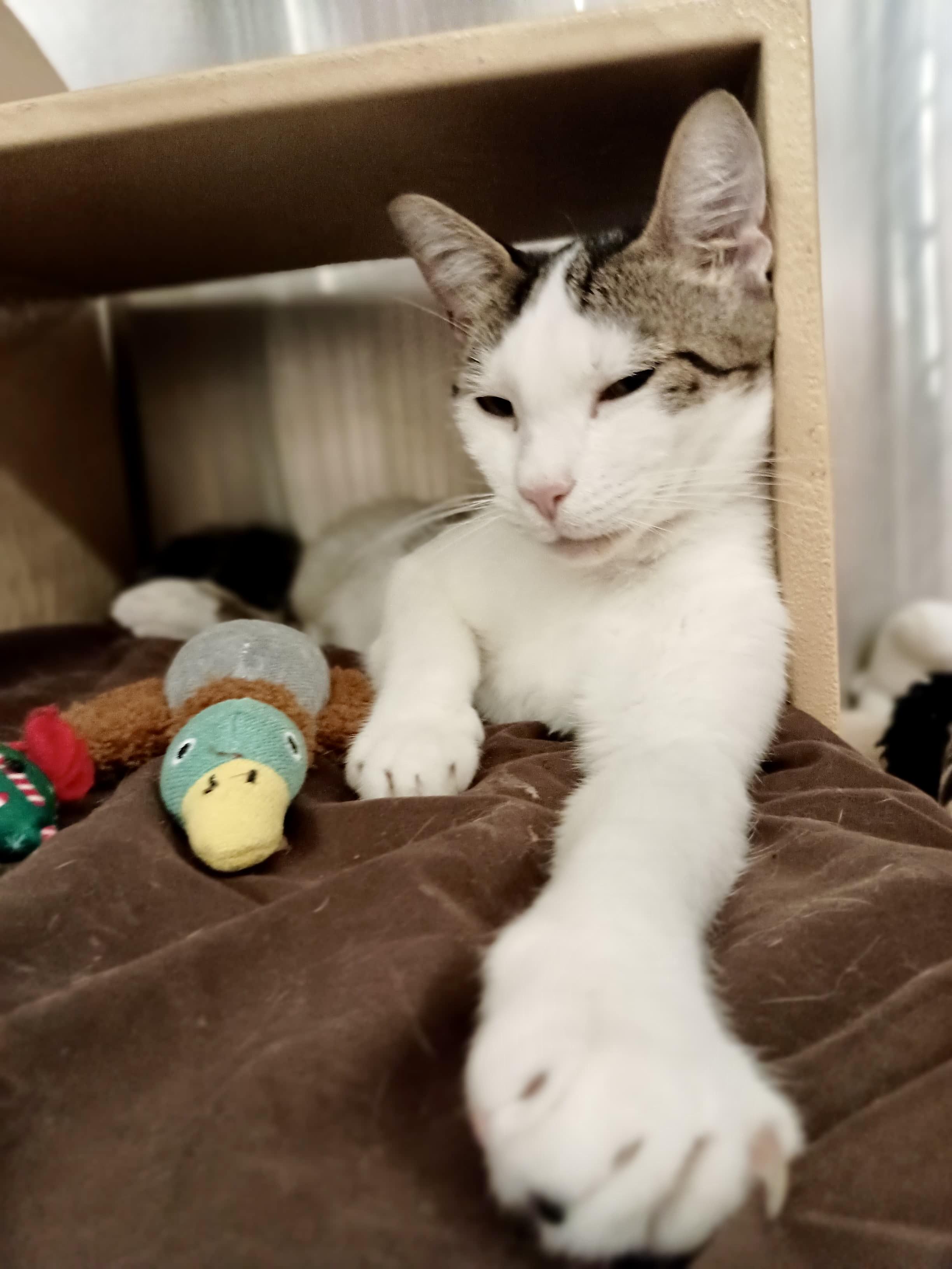 Dijon, Adoptable, Adult Female Domestic Short Hair.