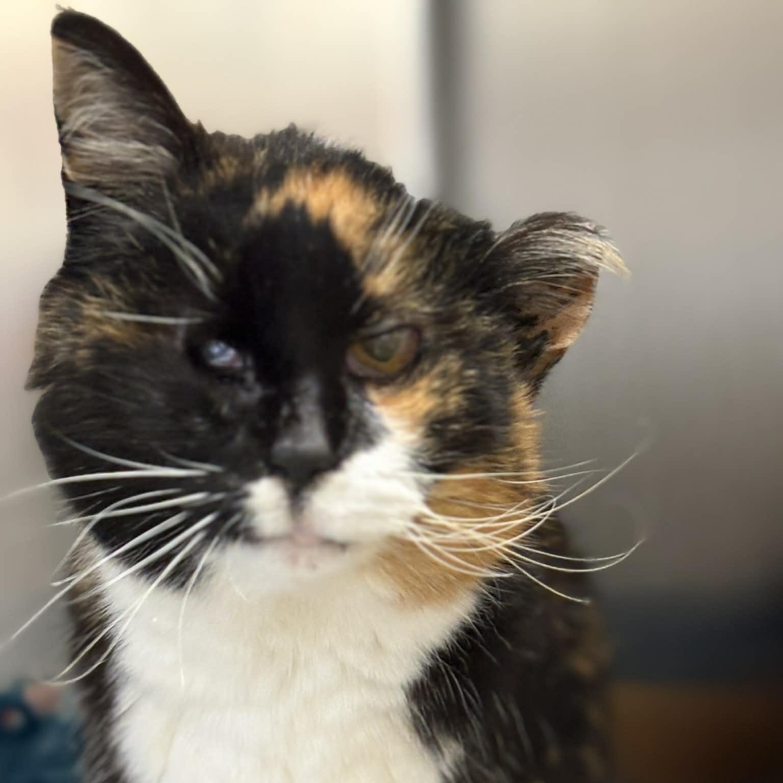 Enlarge Birdie, an adopted Domestic Short Hair in Cape May Court House, NJ image 2/3