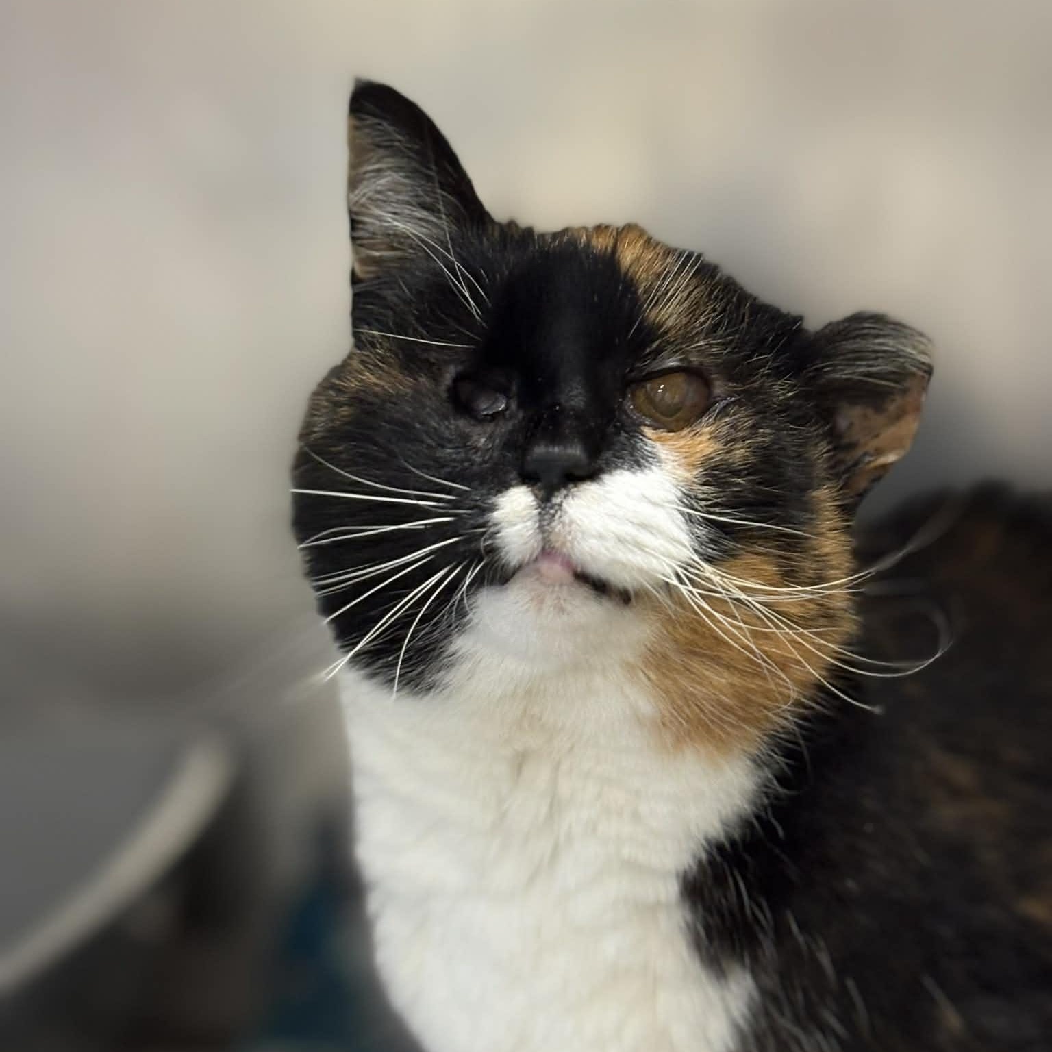 Birdie, adopted, Senior Female Domestic Short Hair.