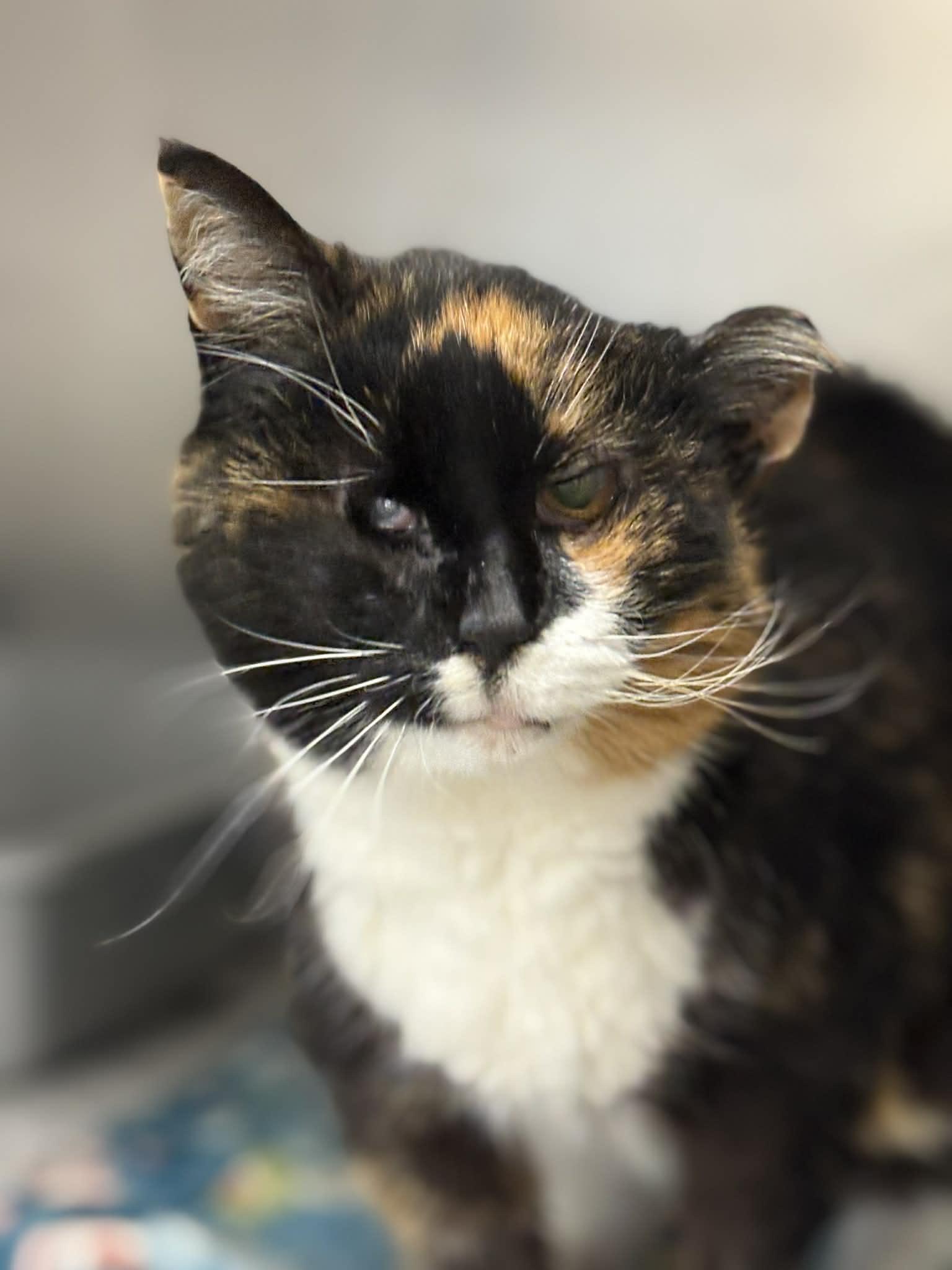 Enlarge Birdie, an adopted Domestic Short Hair in Cape May Court House, NJ image 3/3