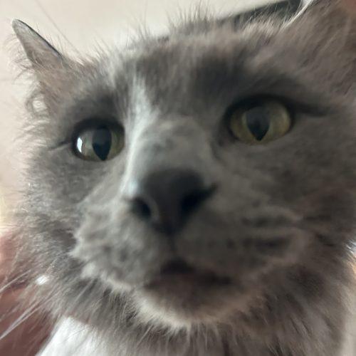Holly, Adoptable, Young Female Russian Blue & Domestic Short Hair.
