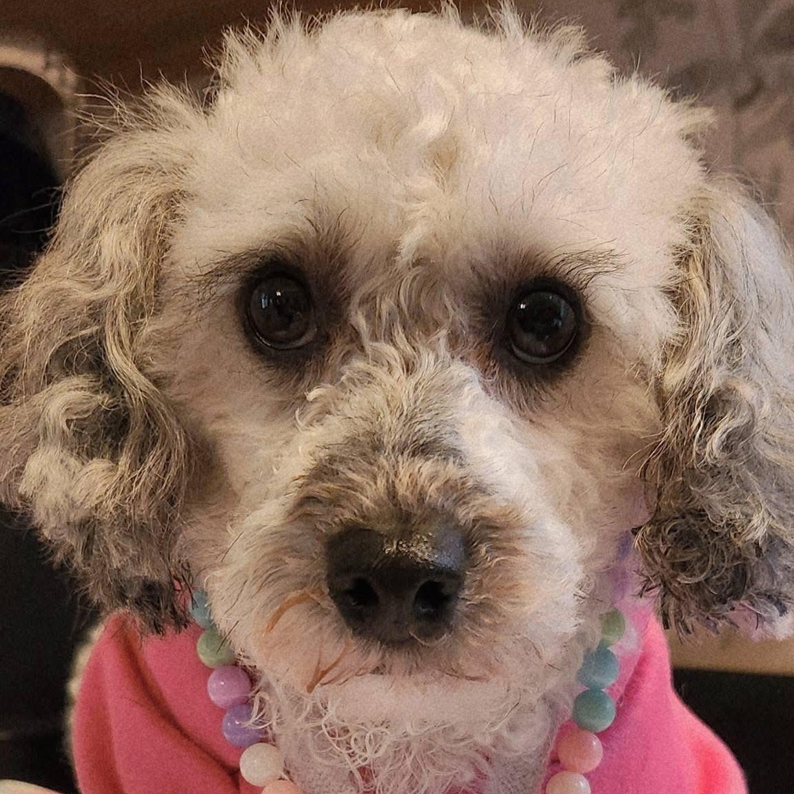 Enlarge MATILDA, an adopted Miniature Poodle in Schnecksville, PA image 4/4