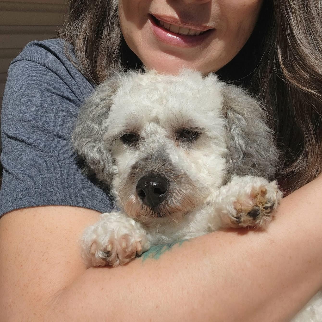 Enlarge MATILDA, an adopted Miniature Poodle in Schnecksville, PA image 3/4