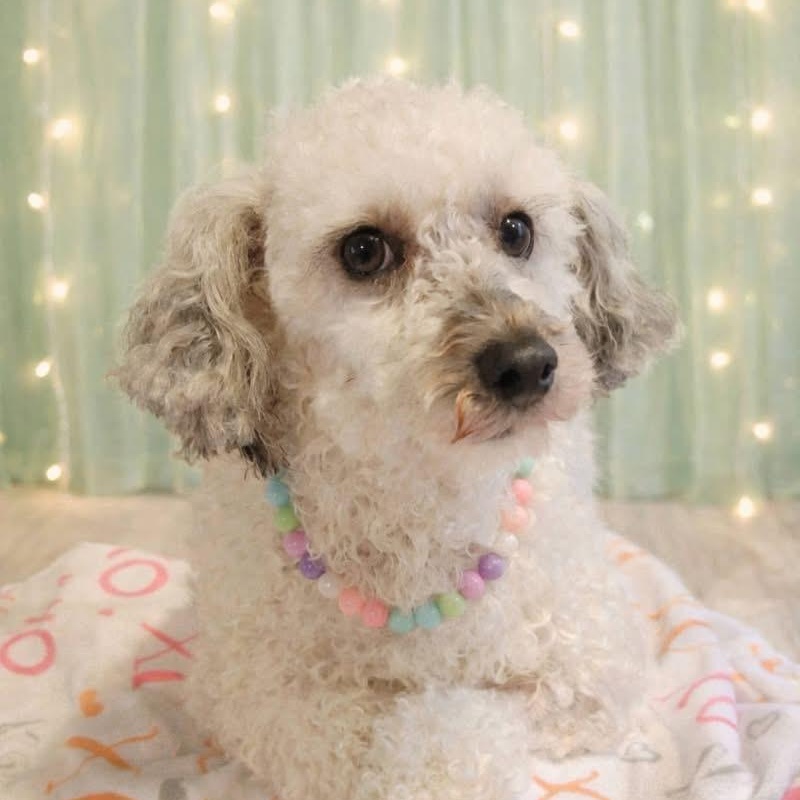 Enlarge MATILDA, an adopted Miniature Poodle in Schnecksville, PA image 1/4