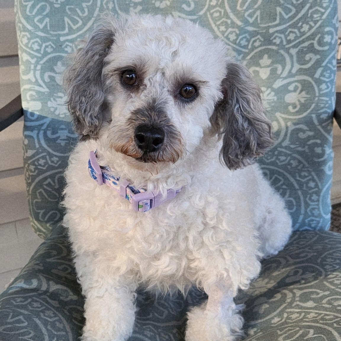 Enlarge MATILDA, an adopted Miniature Poodle in Schnecksville, PA image 2/4