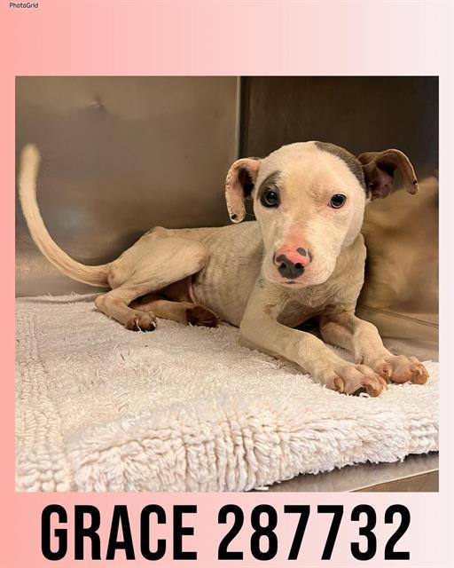 Enlarge GRACE, a Adoptable Mixed Breed in Macon, GA image 1/1