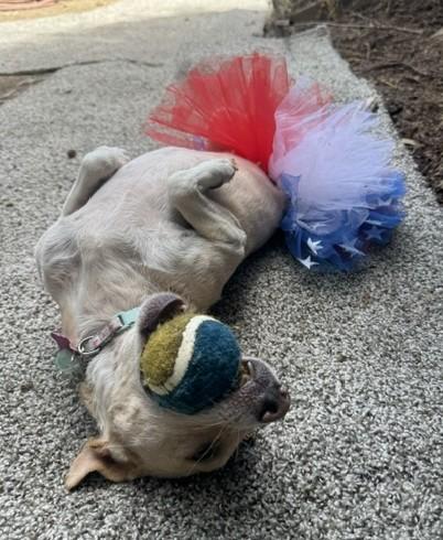 Enlarge Nova, a Adoptable mixed breed in Fresno, CA image 6/6