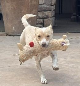 Nova, Adoptable, Adult Female Jack Russell Terrier.