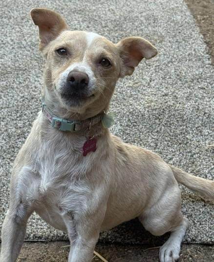 Enlarge Nova, a Adoptable mixed breed in Fresno, CA image 5/6
