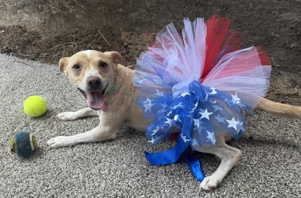 Enlarge Nova, a Adoptable mixed breed in Fresno, CA image 4/6