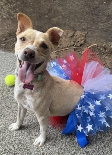 Enlarge Nova, a Adoptable mixed breed in Fresno, CA image 2/6