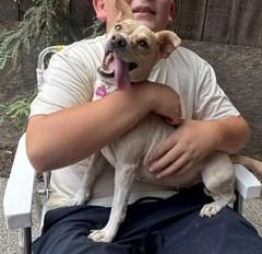 Enlarge Nova, a Adoptable mixed breed in Fresno, CA image 3/6
