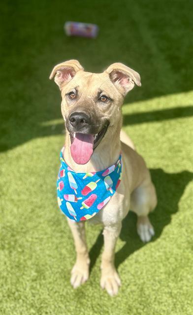 Enlarge SIRENA, a Adoptable mixed breed in Newton, NC image 1/1